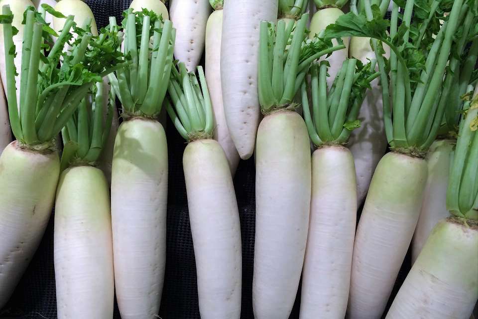 Daikon | japanischer Winterrettich | Asiatisches Gemüse