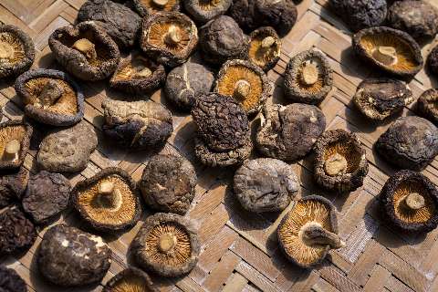 Shiitake Pilze Pilze mit einem besonderen Aroma