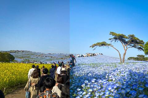 Hitachi Seaside Park Reisetipp Ibaraki-Ken Das blaue Blütenmeer
