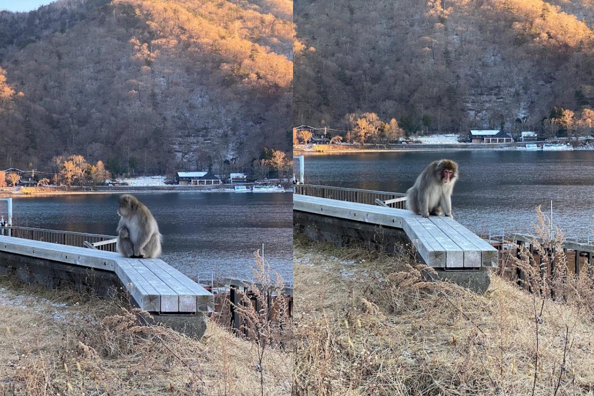 Ein seltener Anblick: Wilde Affen beim See