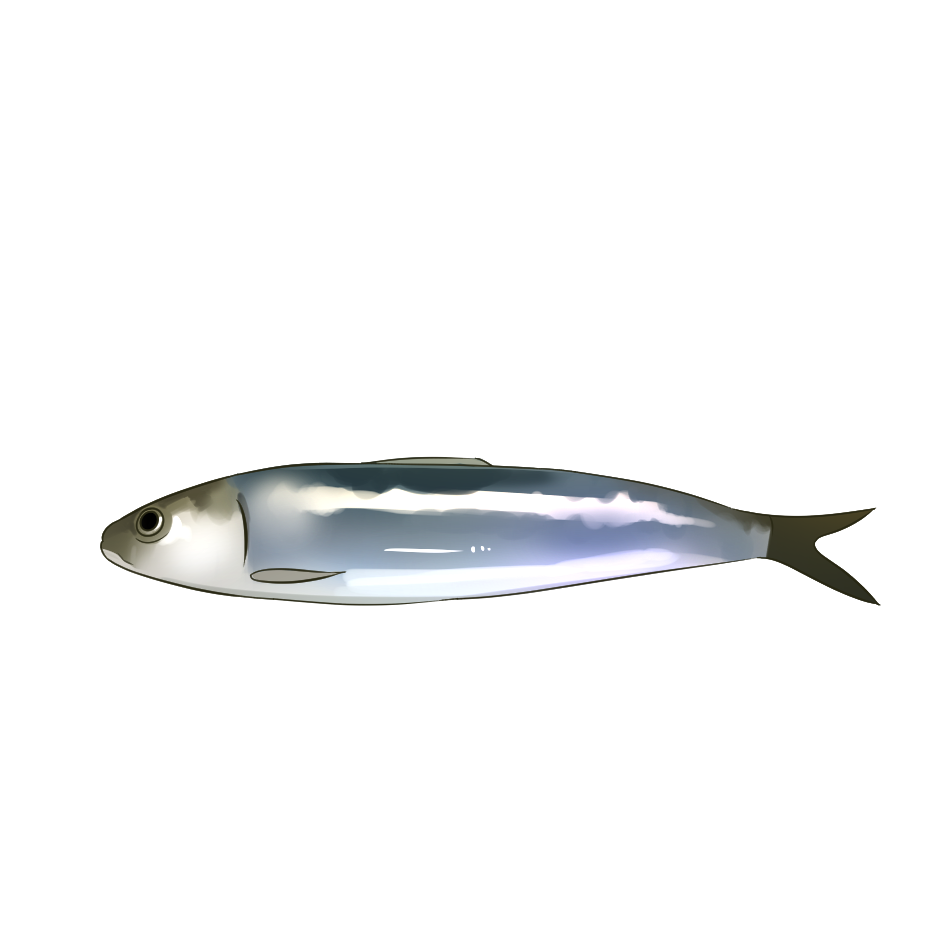 Iwashi Japanische Sardine, Pazifische Sardinen