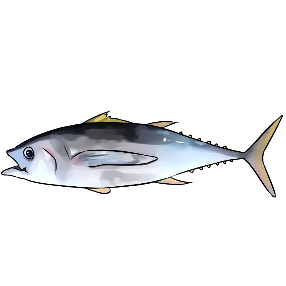 Maguro Thunfisch