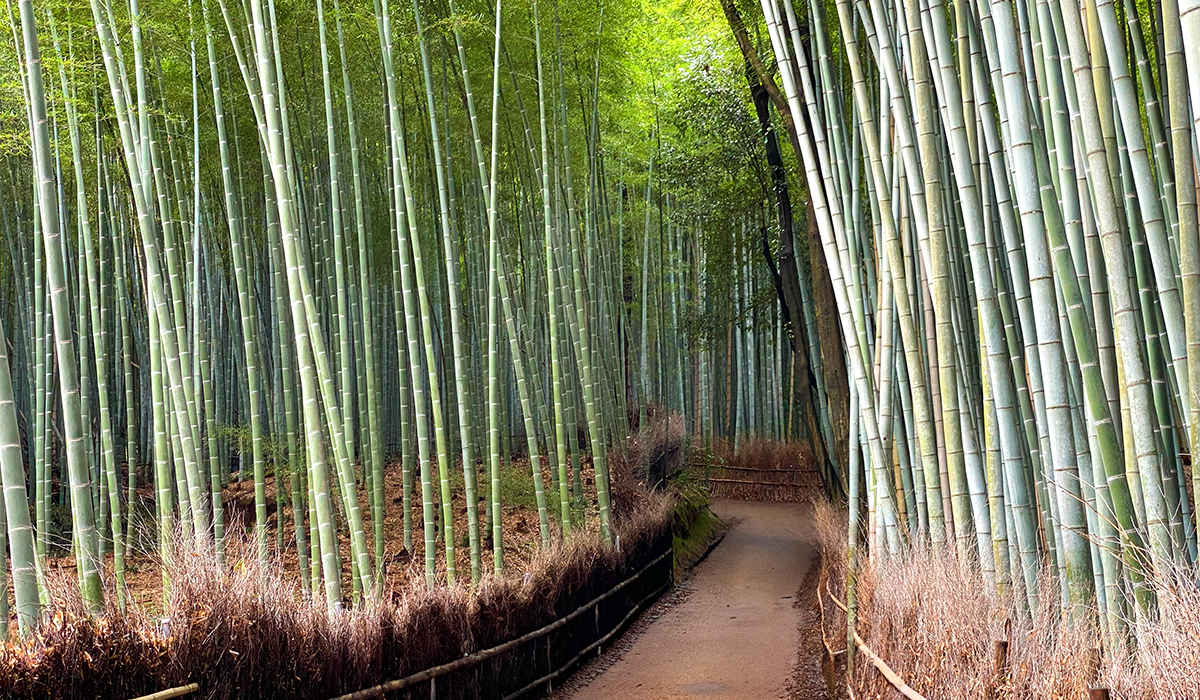 Arashiyama - Der Bambuswald