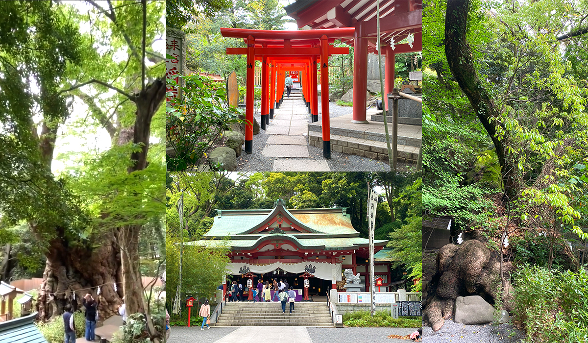 Kinomiya Shrine mit 2.000 Jahre Baum
