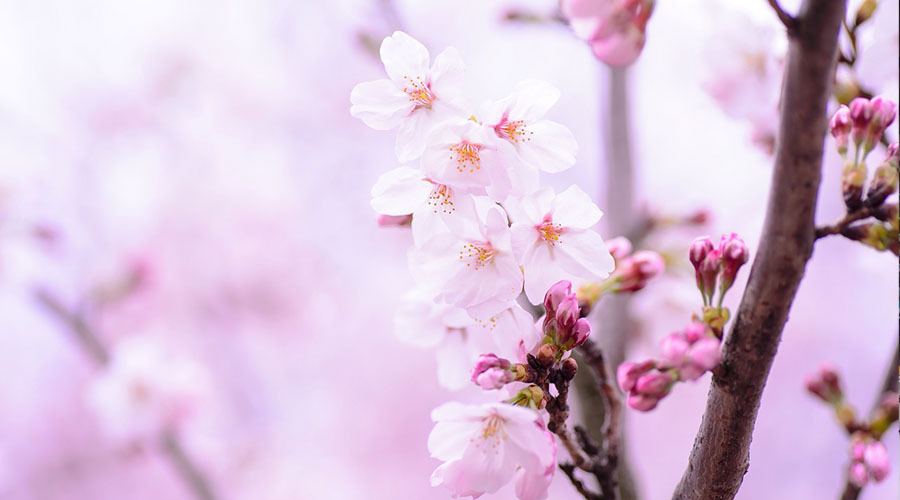 Kirschblüten Japan